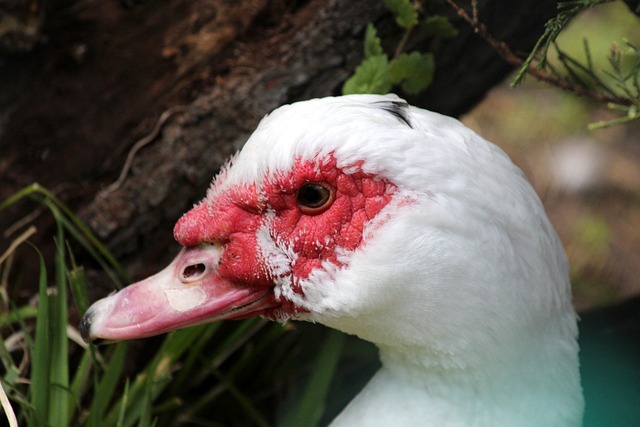 布莱德索在 布莱德索在